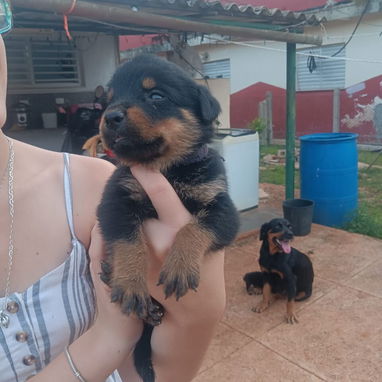 ROTTWEILER,ambos sexos,en 350 USD o equivalente en moneda nacional,TENGO MENSAJERÍA,tienen 43 días y están desparacitado - 6/10