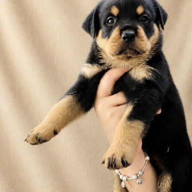 Disponibles hermosos cachorros de Rottweiler Ambos sexos 36 días - 2/2