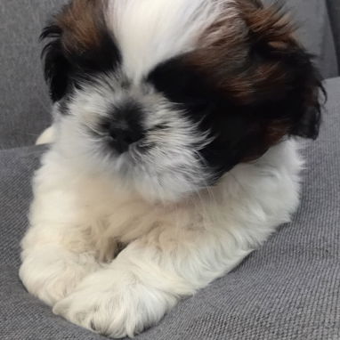 Cachorro macho de Shih Tzu en venta. - Img 123331149