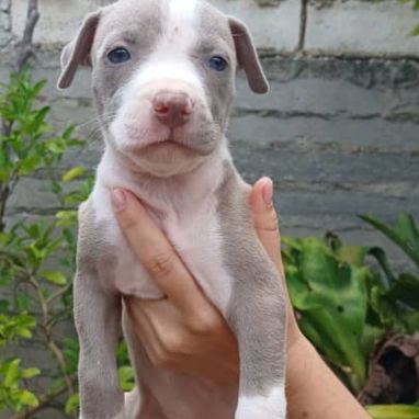 Disponibles.   Pitbull , Salchicha,shitzu , Labradora ,, Chihuahua , pastor belga Malinois, bulldog francés,53818081 - Img 124023246