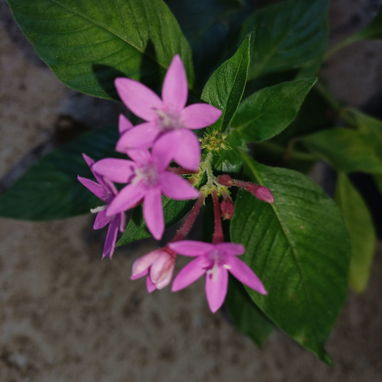 Plantas naturales, pentas de colores y más, únete a mi grupo de WhatsApppp - 2/3