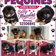 🐾 SPANIEL TIBETANOS CONOCIDOS COMO PEQUINÉS AMBOS SEXOS BETTY MASCOTAS WHATSAPP 52506841  🐾 - Img 57178657