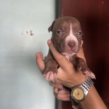 Pitbull - Img 124002402