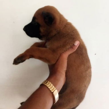 Vendo cachorrita de pastor belga malinois - 3/4