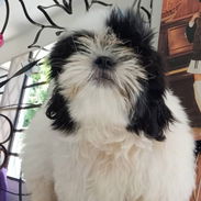 SHIH TZU,macho,en 250 USD o equivalente,TENGO MENSAJERÍA,tiene 60 días,se entrega con historia clínica y desparacitado - Img 56441620
