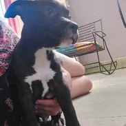 PITBULL,macho,en 120 USD o equivalente,TENGO MENSAJERÍA,tiene 83 días Y ESTÁ VACUNADO y desparacitado - Img 58078966