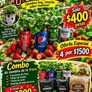 Sabor para tu jardin - Img 58076294