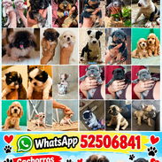 🐶❤️ BETTY MASCOTAS WHATSAPP 52506841 ❤️🐶 - Img 58193772