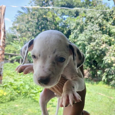 En venta perritos Dálmatas de raza 😍🐶🥰 - Img 123783607