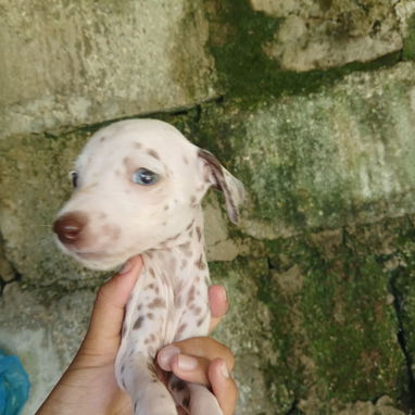 En venta perritos Dálmatas de raza 😍🐶🥰 - Img 123783610