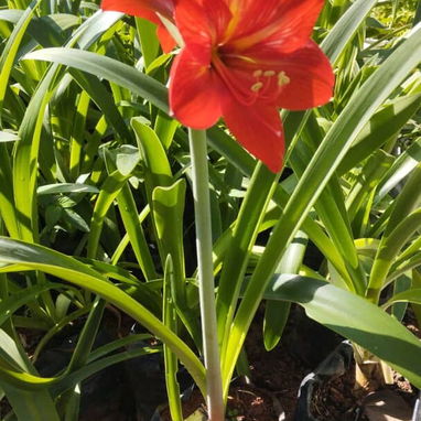 Servicios de jardineria - Img 119877553