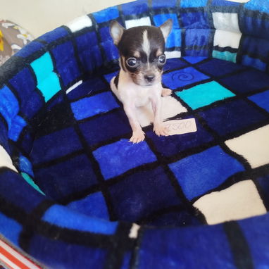 Todo lo que buscas en cachorro está aquí solo llame al 53818081 - Img 123445840