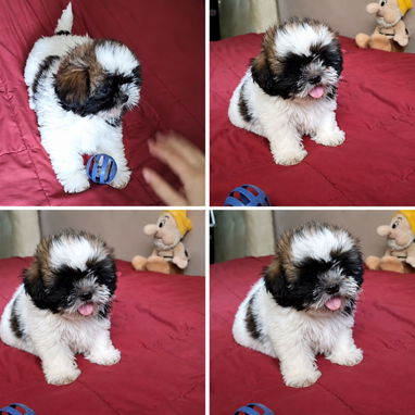 ((( SHIH TZU HEMBRA EN VENTA EXCELENTES PADRES BETTY MASCOTAS WHATSAPP 52506841 )))) - Img 125778748