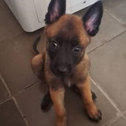 ,**** EXCELENTE CAMADA DE PASTOR MALINOIS WHATSAPP 58746643 **** - Img 55928802