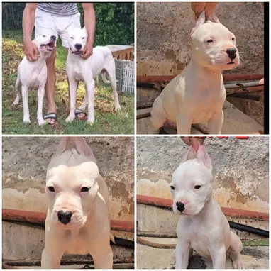 💜💜💜* 🐶¿BUSCAS UN CACHORRO?* EN BETTY MASCOTAS TE AYUDAMOS A ENCONTRAR TÚ FIEL COMPAÑERO WHATSAPP 52506841  💜💜💜 - Img 121801744