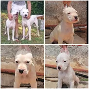 ((( DOGO ARGENTINO AMBOS SEXOS BETTY MASCOTAS WHATSAPP 52506841 ))) - Img 55464633