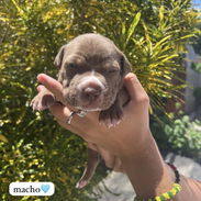 Pitbull - Img 55818773