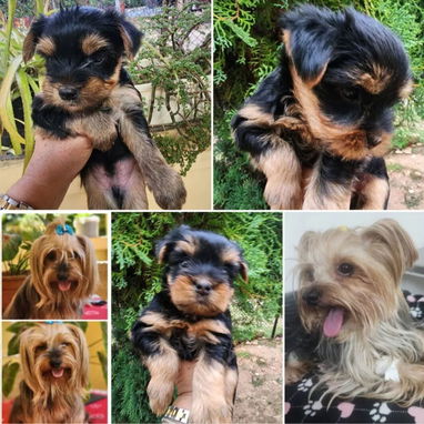 💜💜💜* 🐶¿BUSCAS UN CACHORRO?* EN BETTY MASCOTAS TE AYUDAMOS A ENCONTRAR TÚ FIEL COMPAÑERO WHATSAPP 52506841  💜💜💜 - Img 123031872