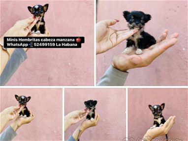 Chihuahuas Hembritas Minis excelente genética - Img main-image-45807751