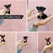Chihuahuas Hembritas Minis excelente genética - Img 45807751