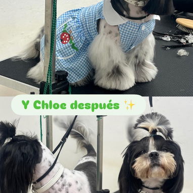 Estética canina en vedado - 5/5