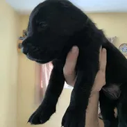 Labrador retriever - Img 57229752