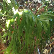 Platycerium de gran tamaño y excelente salud en soporte de helecho arborescente y otras plantas decorativas - Img 50596196