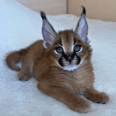 Oferecemos gatinhos das raças Savannah, serval e caracal. - 4/6