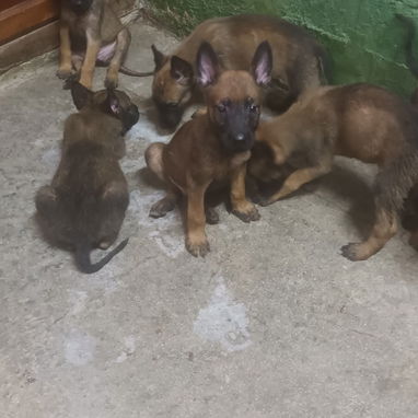 CACHORROS BELGA MALINOIS - Img 124160283