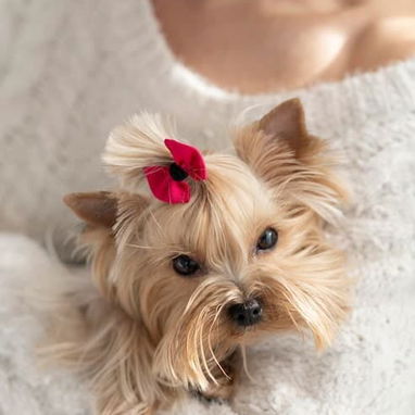 Lacitos Decorativos para el pelo de las Mascotas /4piezas - 5/5
