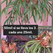 Ideal para tu jardín o decorar tu negocio. - Img 55814407
