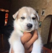 Se vende cachorros Husky siberiano desparacitados - Img 46055072