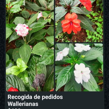🪴🪻Plantas,posturas, y mucho más para tus espacios ✨️ - 8/8