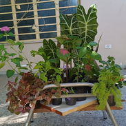 Plantas naturales - Img 58145409