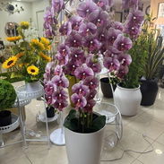 Orquídeas Grandes con Búcaro Blanco - Img 55684247