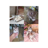 Venta de Husky siberiano - Img 58223489