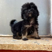 PEQUISHIHTZU,macho,en 100 USD o equivalente,TENGO MENSAJERÍA,tiene 50 días y está desparacitado - Img 56257987