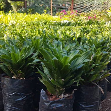 Servicios de jardineria - Img 119877566