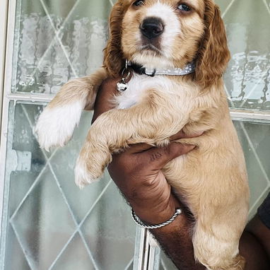 ❤️ HERMOSAS CACHORRAS COCKER SPANIELS ❤️ - Img 125035753