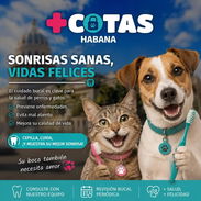 Pasta dental para perros y gatos - Img 57120543