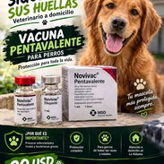 PENTAVALENTE PARA PERROS A DOMICILIO - Img 57984668