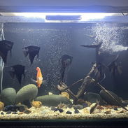 Se vende pecera grande de 190 litros en 250 USD - Img 57510143