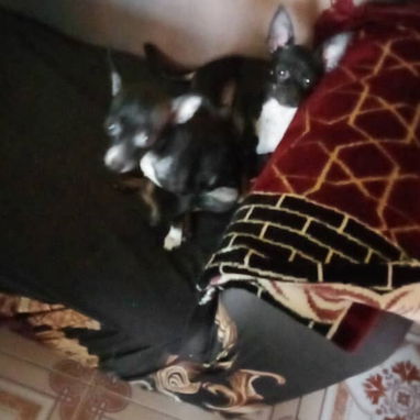 Se venden estas dos perritas 🐶 chihuahuas Cabeza de venado de un año (Vírgenes) y bien cuidadas - Img 123636797