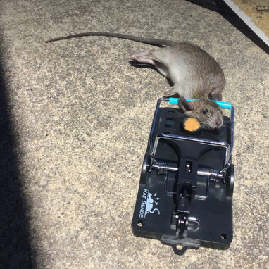 Ratoneras para Ratas y Ratones .. Calidad Premiun - Img 103225456