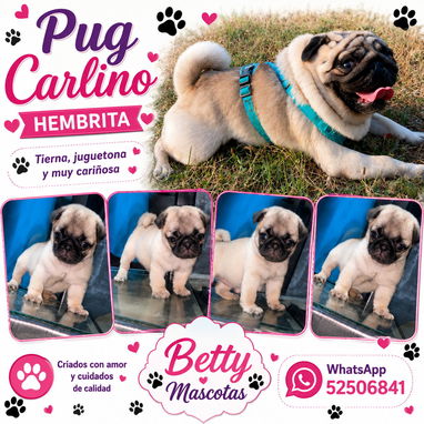 🐾 CACHORRITOS DISPONIBLES BETTY MASCOTAS WHATSAPP 52506841 🐾 - 9/9