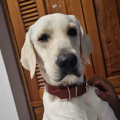 LABRADORES,hembras,en 150 USD o equivalente(ACEPTO TRANSFERENCIA)TENGO MENSAJERÍA,tienen 25 días y están desparacitada. - Img 122716204