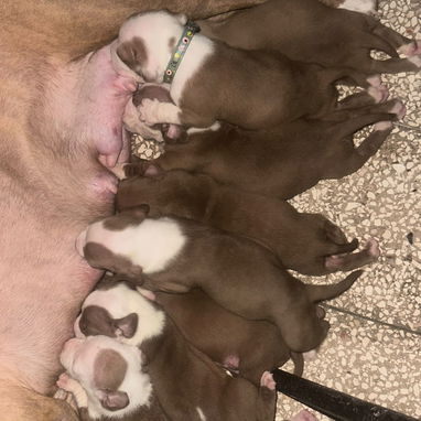 Cachorros pitbull - 7/7