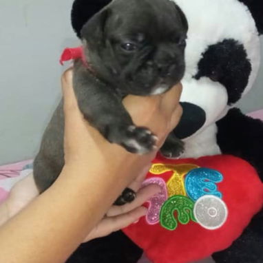 BULLDOG FRANCES,ambos sexos,azules en 1000 USD y negros en 600 USD o equivalente,TENGO MENSAJERÍA,tienen 33 días - 6/10