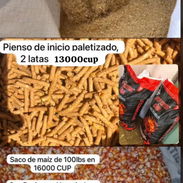 pienso - Img 57834769