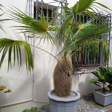 Todo en jardinería y paisajismo - 2/8